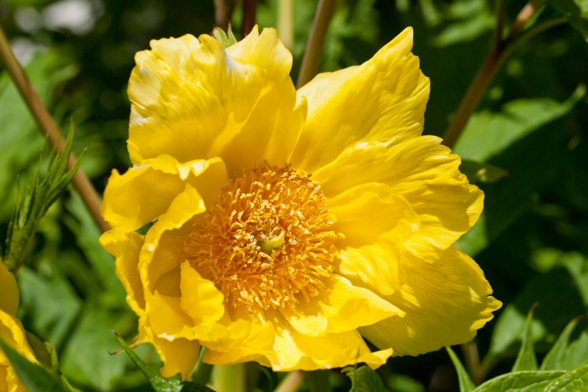 15 Best Flowers Around Trees (With Picture+Basic Care)