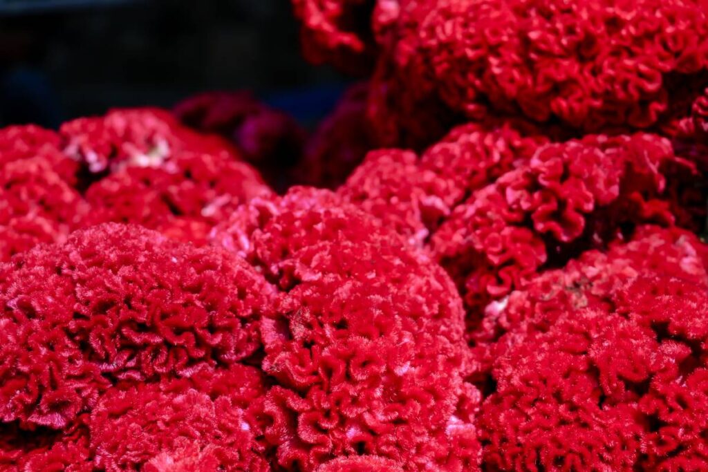 16 Best Flowers To Grow In (With Basic Care+Photos)