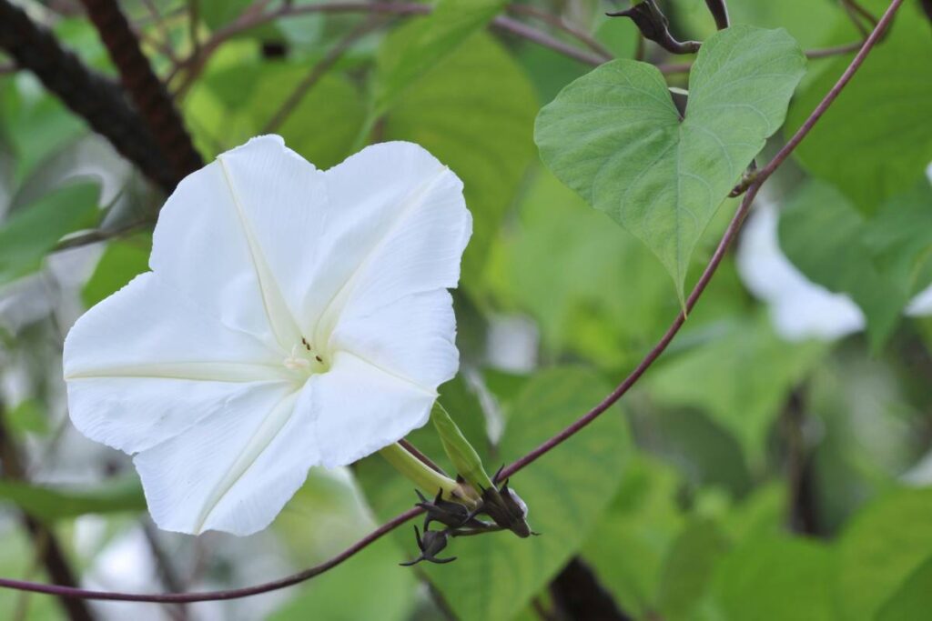 15 Best Flowers To Grow On A Trellis (+Basic Care & Pictures)