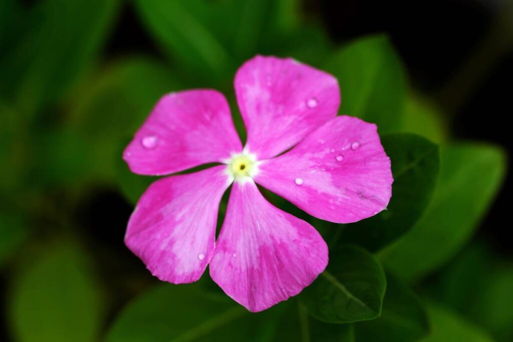 15 Best Flowers For Full Sun (With Picture+Basic Care)