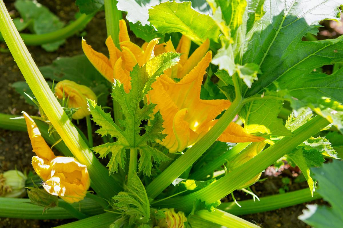 17 Problems With Zucchini Plants(+Quick Fix)