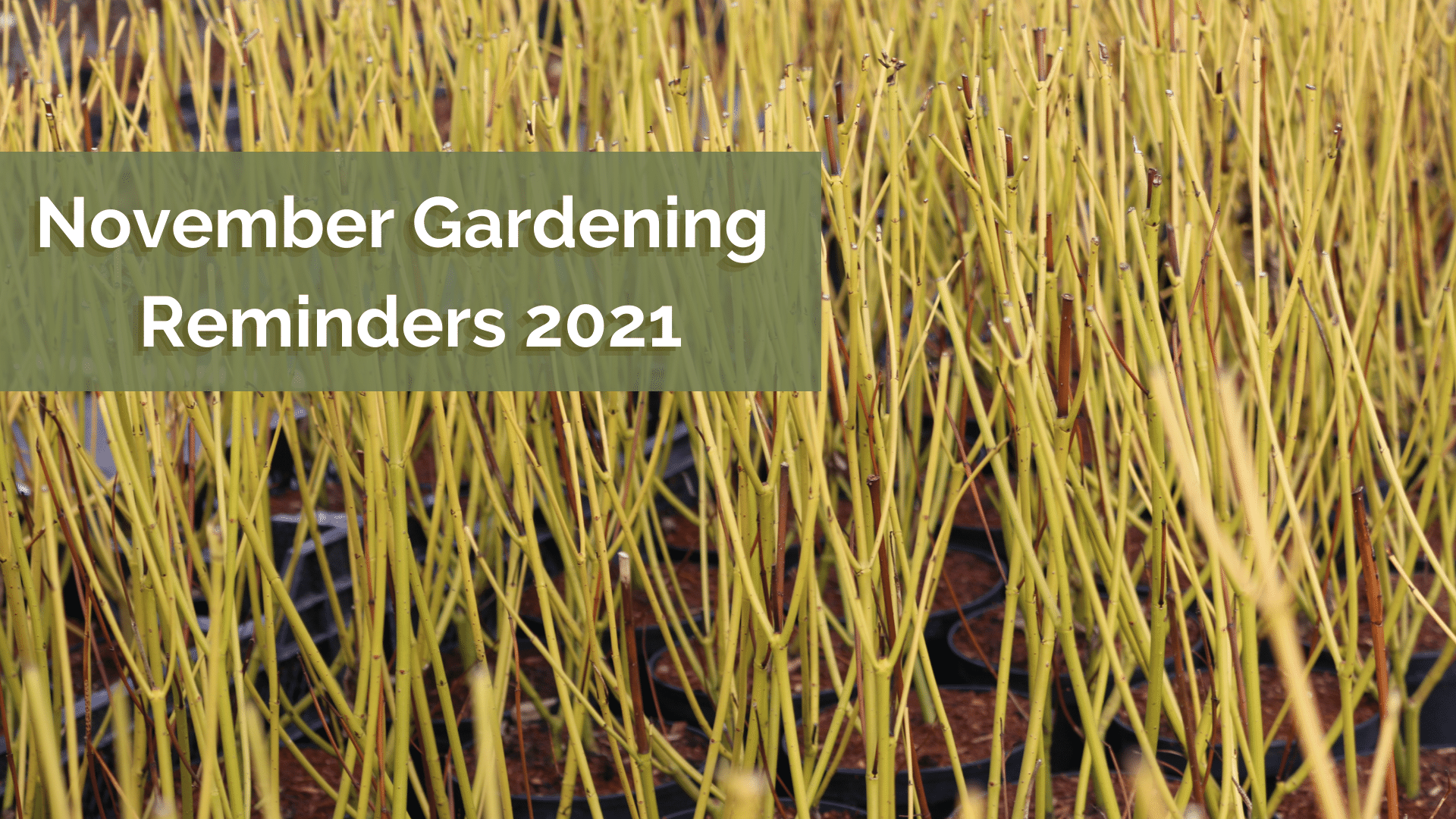 November Gardening Reminders 2021 Johnsons of Whixley