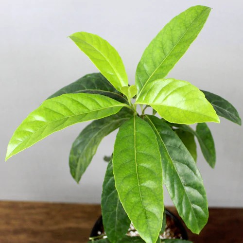 Buy Rudraksha Plant (रुद्राक्ष) Online At Nursery Nisarga Bhopal