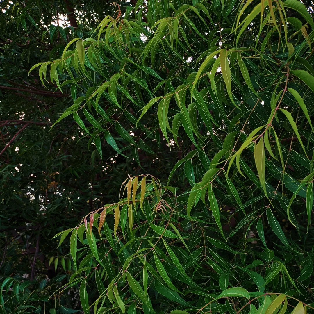 Discover more than 137 neem ke ped ki drawing seven.edu.vn