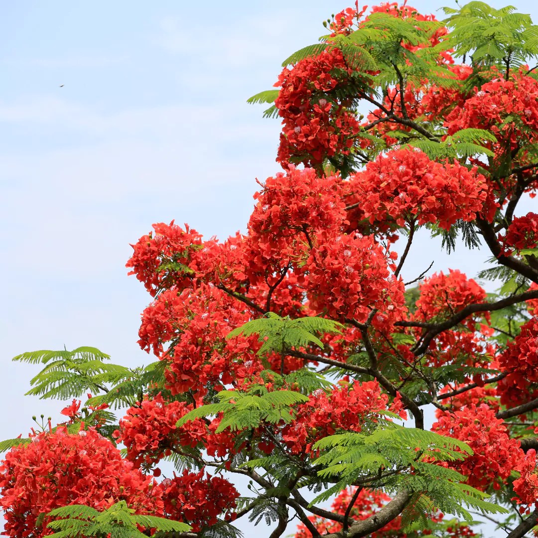 How To Grow Gulmohar Tree Growing Delonix Regia Tree