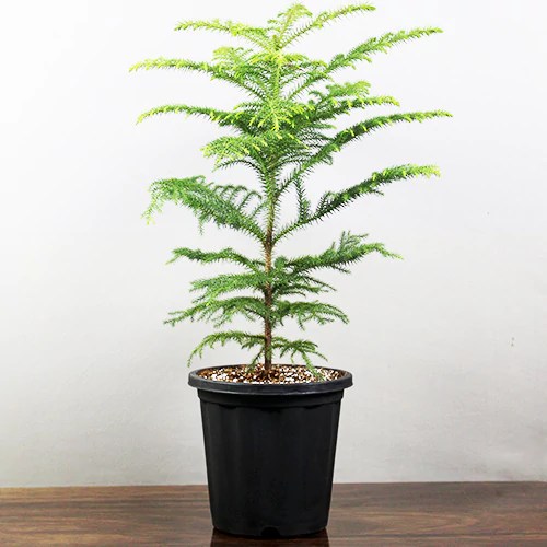 Buy Christmas Tree plant at lowest price online at Nursery Nisarga