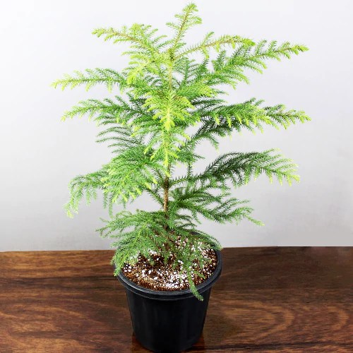 Buy Christmas Tree plant at lowest price online at Nursery Nisarga