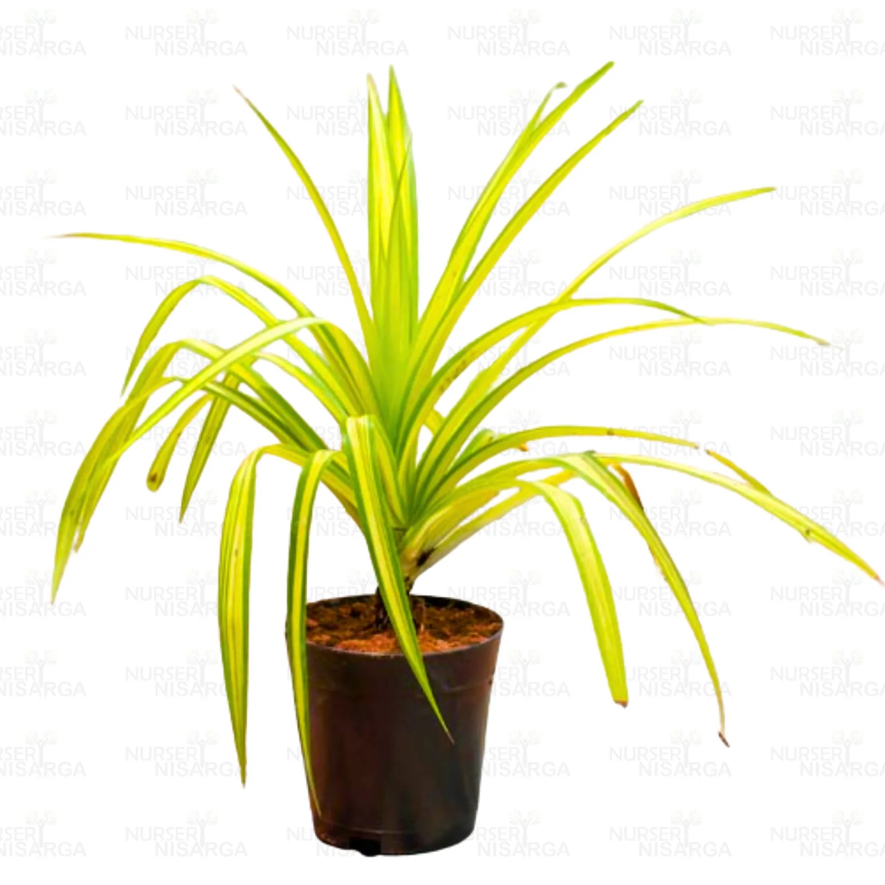 Golden Pandanus Buy Variegated pandanus at Nursery Nisarga