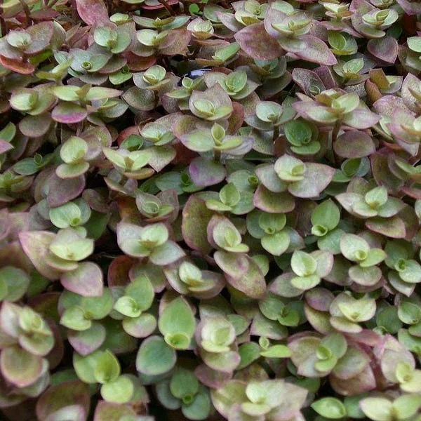 Turtle vine / Callisia repens Nursery Nisarga