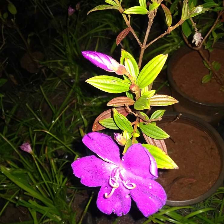 Begum Bahar Flower English Name Best Flower Wallpaper