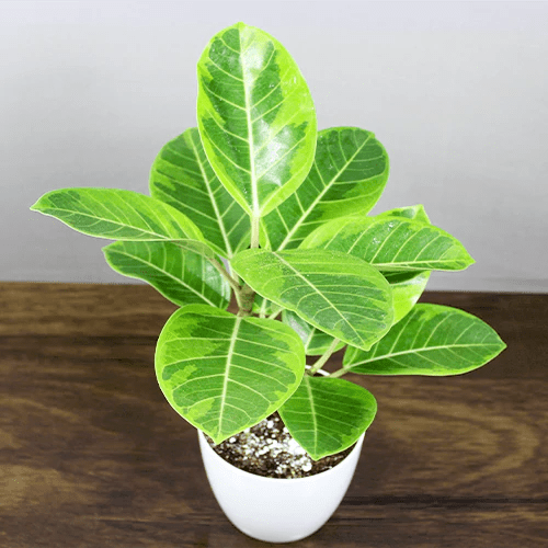 Buy Ficus Elastica "Lemon Lime", Rubber Plant Variegated