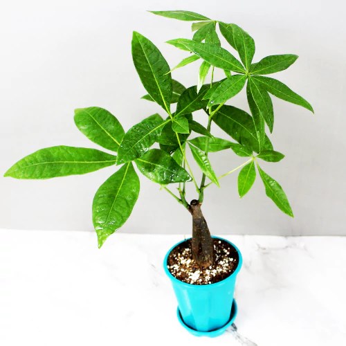 Pachira Aquatica (Money Tree) on sale at Nursery Nisarga