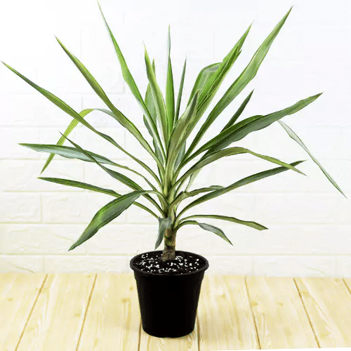 Buy Yucca variegated Plant online at lowest price Nursery Nisarga