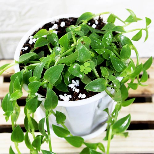 Buy Callisia Repens, Turtle Vine (Green) Hanging plant Nursery Nisarga