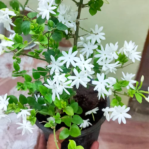 Jasmine Flower Plant