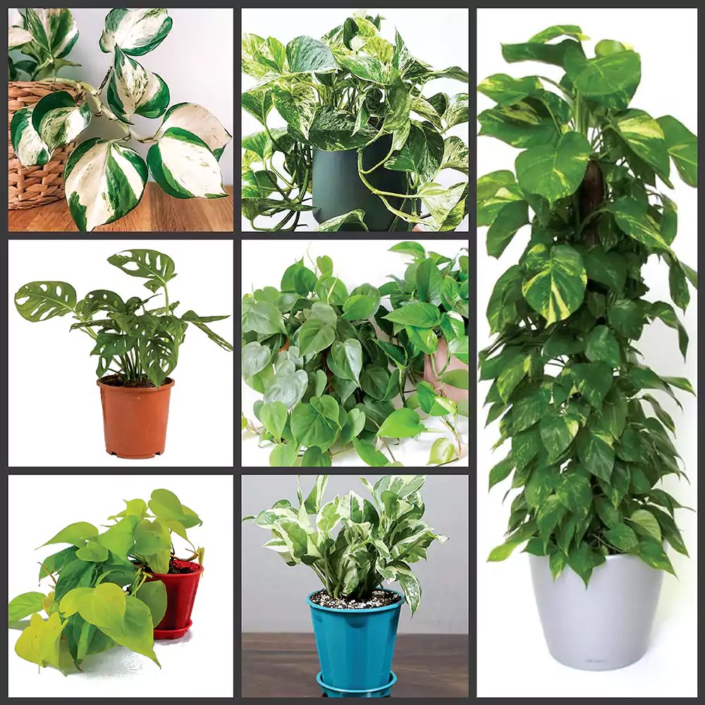Top 7 Climbers & Creepers Plant Pack Nursery Nisarga