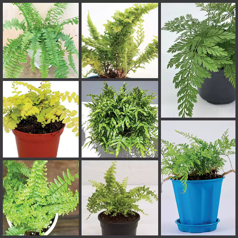 Buy Combo pack of 7 Fern Plant Indoor Nursery Nisarga