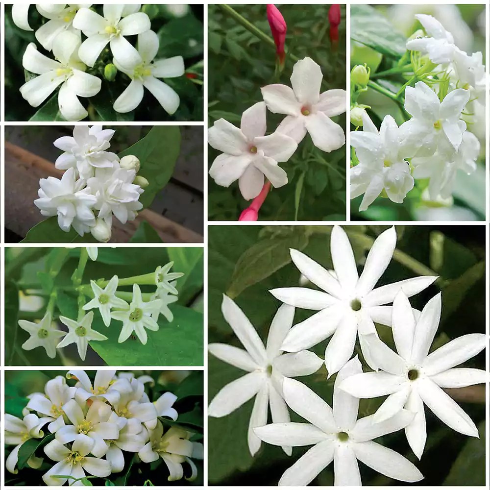 Incredible Compilation of Over 999 Jasmine Images in Stunning 4K Resolution
