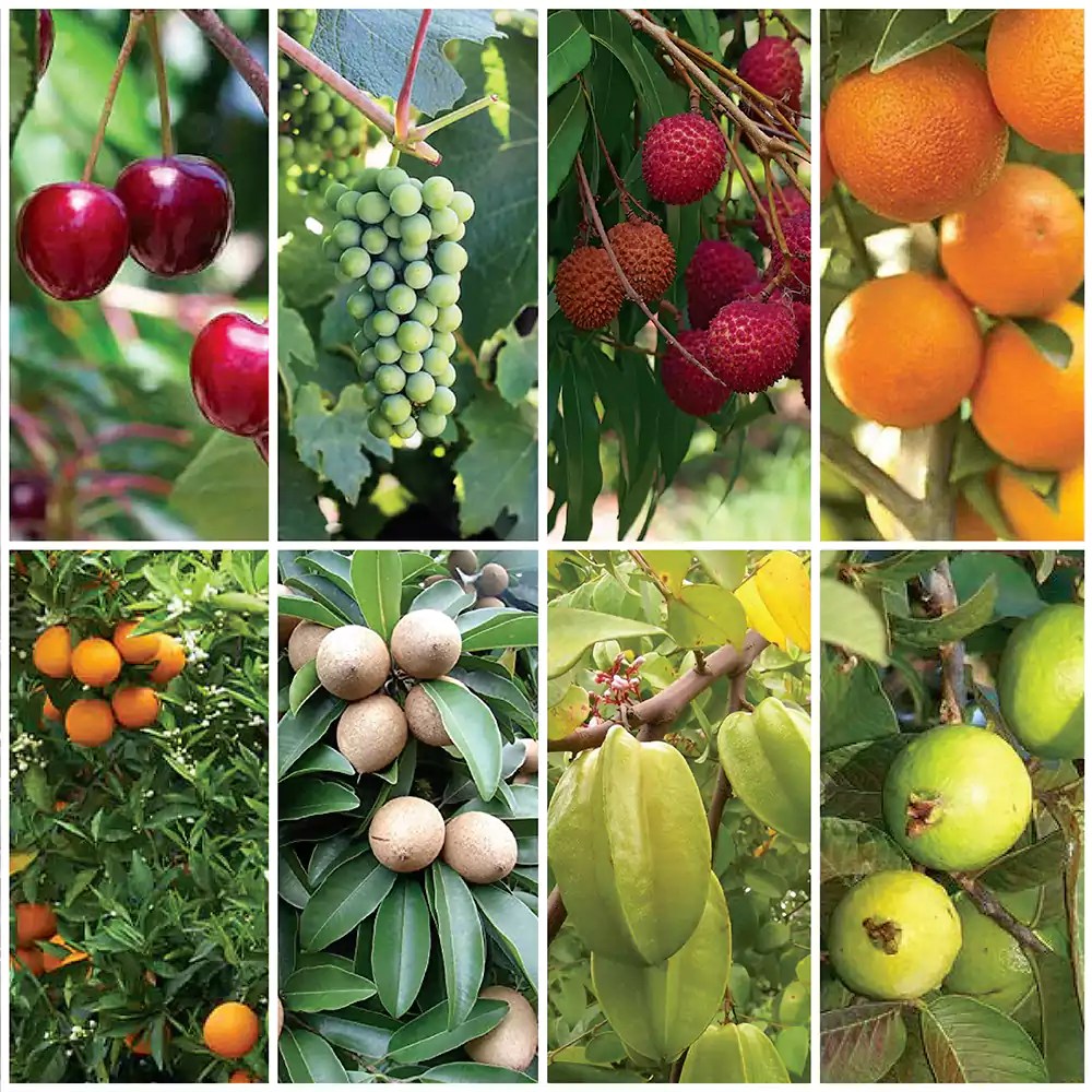 Buy Best Fruit Plant for Terrace Open Garden (Pack of 8 plants