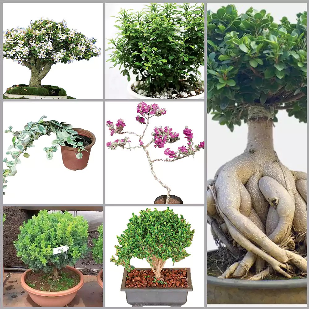 Best plants for Bonsai Pack of 7 plants Nursery Nisarga