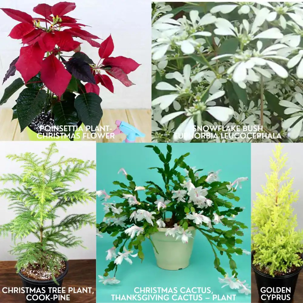 Buy Set of 5 Christmas Plant Nursery Nisarga