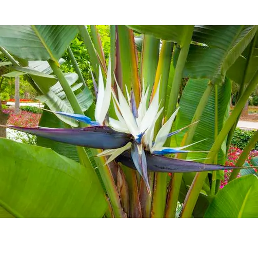 Buy Bird of paradise / Strelitzia reginae / Crane flower Plant