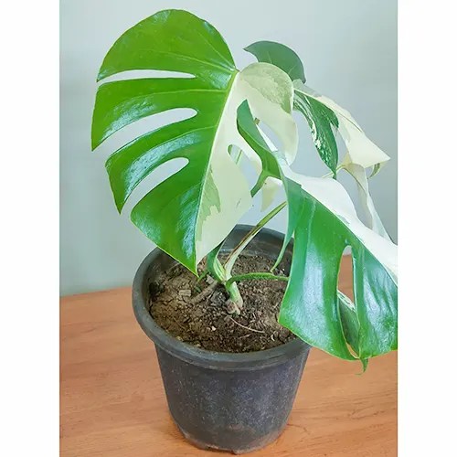 Buy Variegated Monstera Deliciosa Albo Monstera Plant Nursery Nisarga