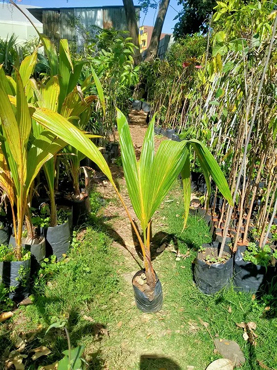 Buy Coconut Tree Online at Nursery Nisarga