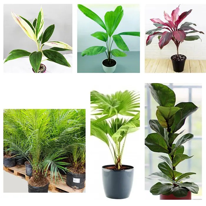 Pack of Beautiful Foliage Plant, Houseplant Nursery Nisarga