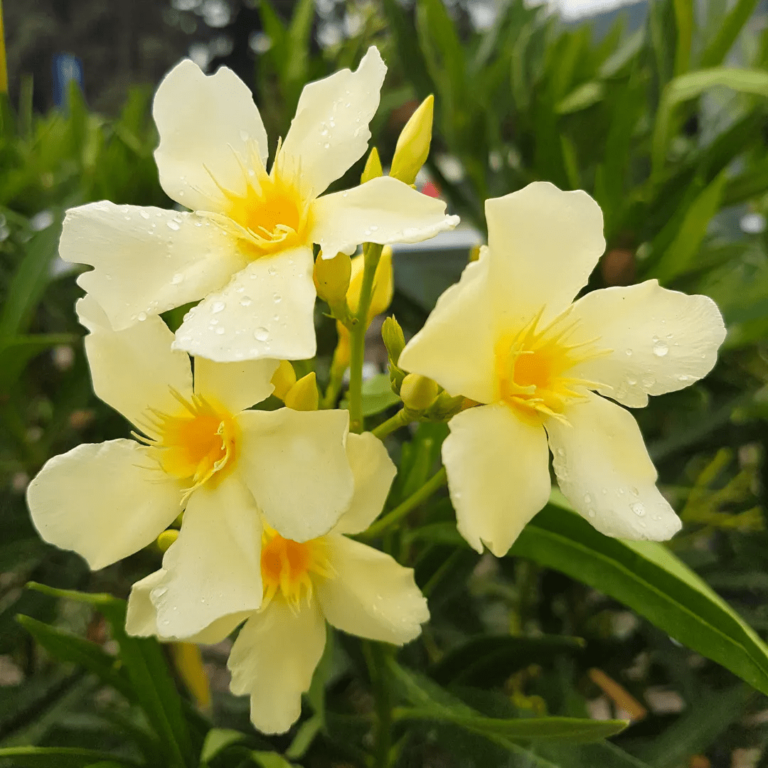 Buy Kaner, Nerium Oleander (Light Yellow) Online at Nursery Nisarga