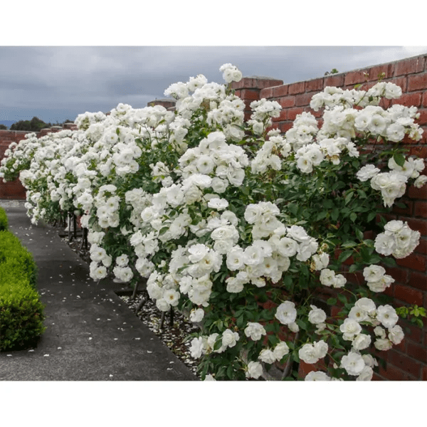 Buy Standard Roses Plant Online at Nursery Nisarga