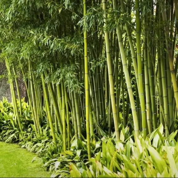 Buy Green Hedge Clumping Bamboo Nursery Nisarga