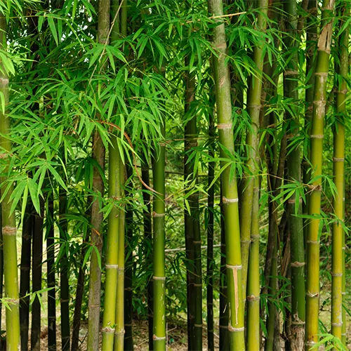 Buy Green Hedge Clumping Bamboo Nursery Nisarga