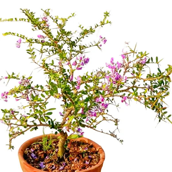 Buy Desmodium Blue Braya Bonsai Plant Online Nursery Nisarga