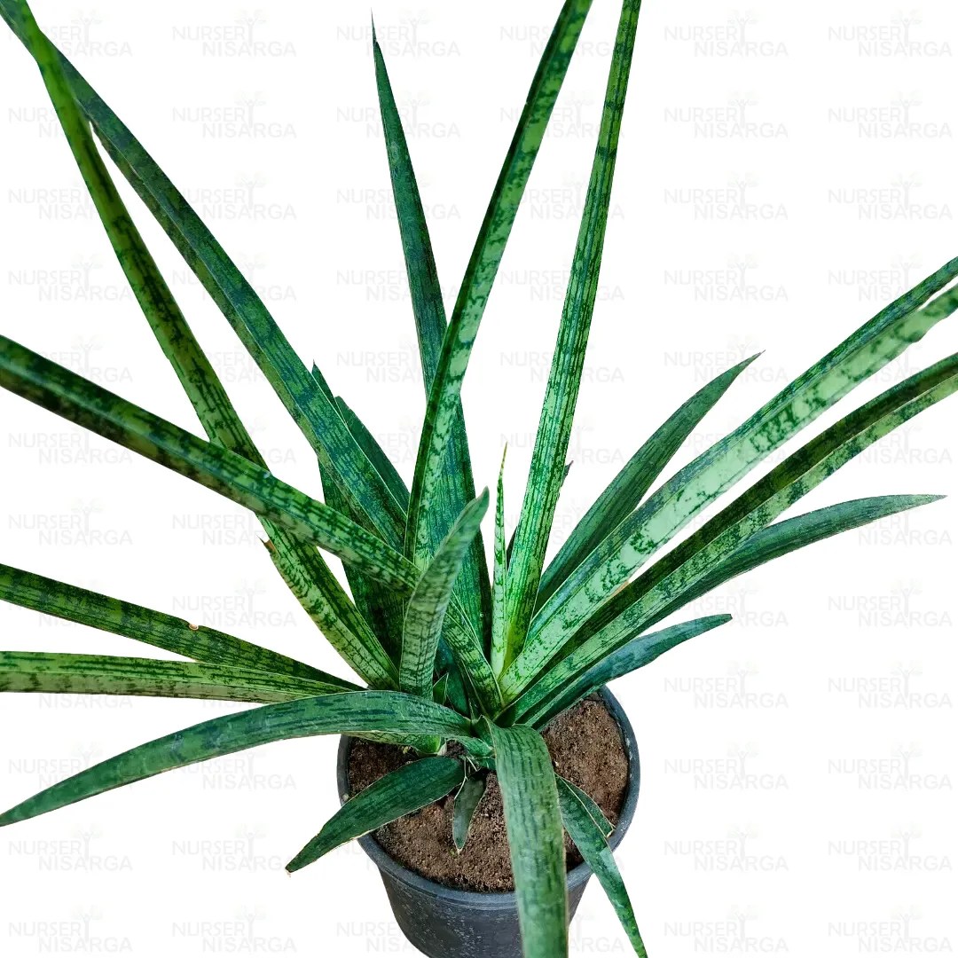 Sansevieria Silver Steel Air Purifying Snake Plant Nursery Nisarga