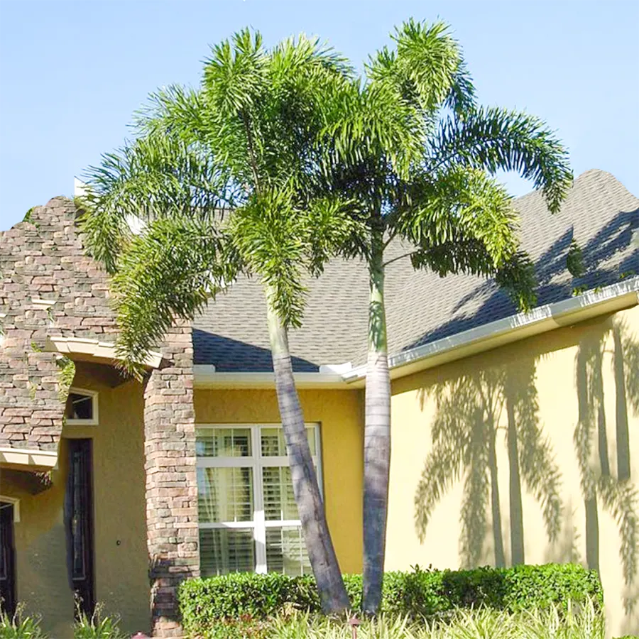 Buy Foxtail Palm Plant (Wholesale) Nursery Nisarga at lowest price