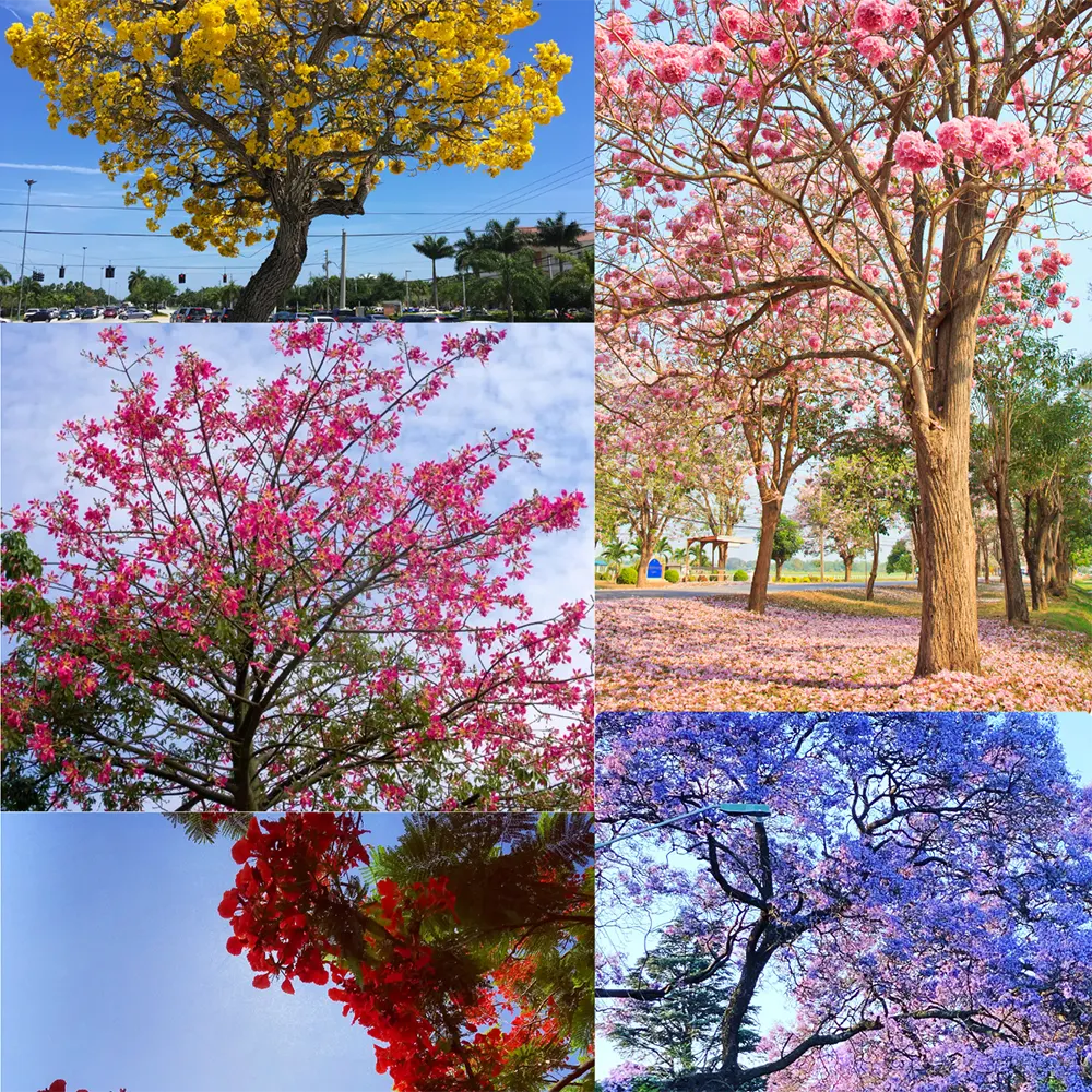 Buy Top 5 Floral Plant Pack Best flowering trees for landscape