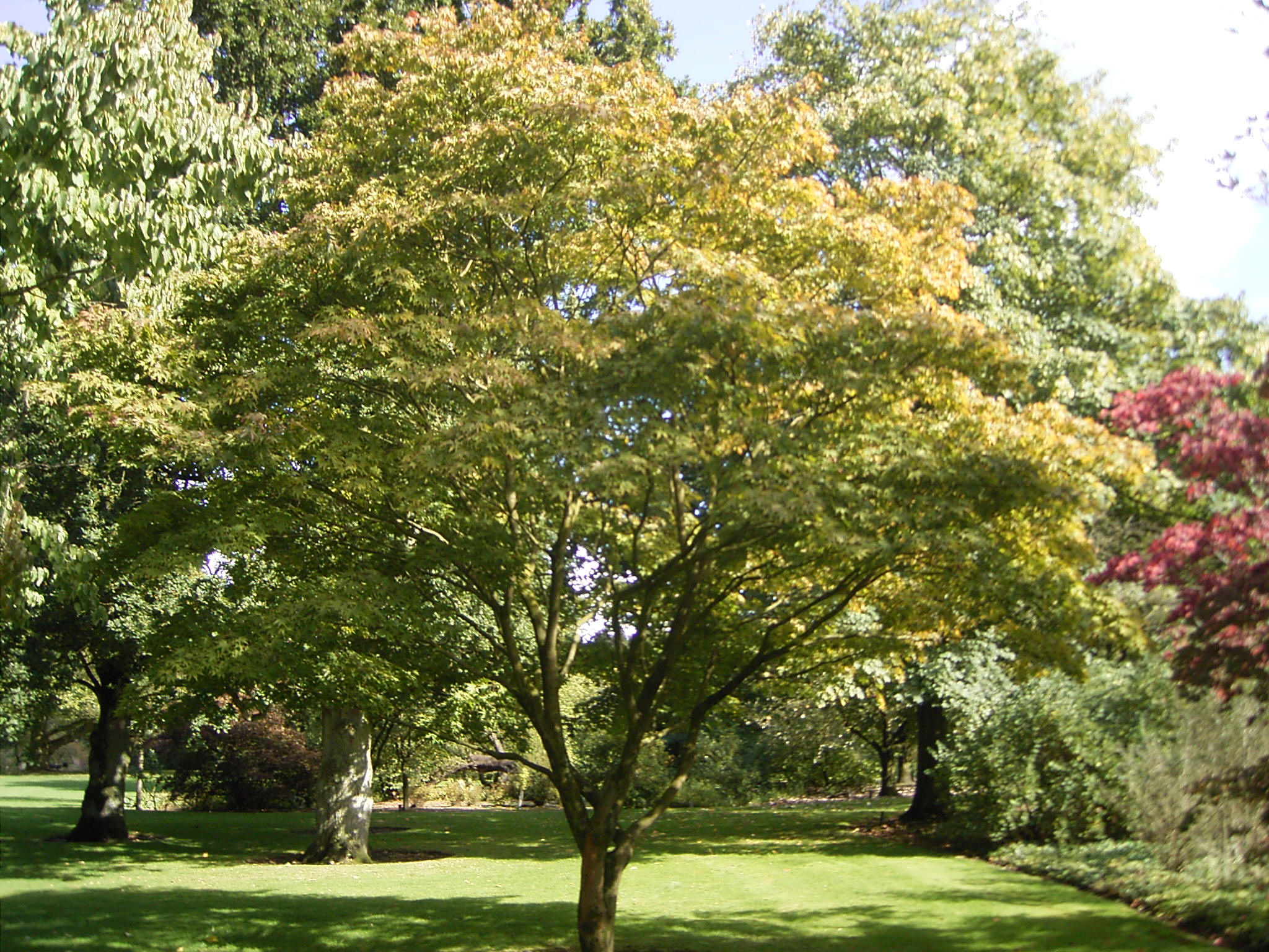 Green Leaf Japanese Maple in Washington State