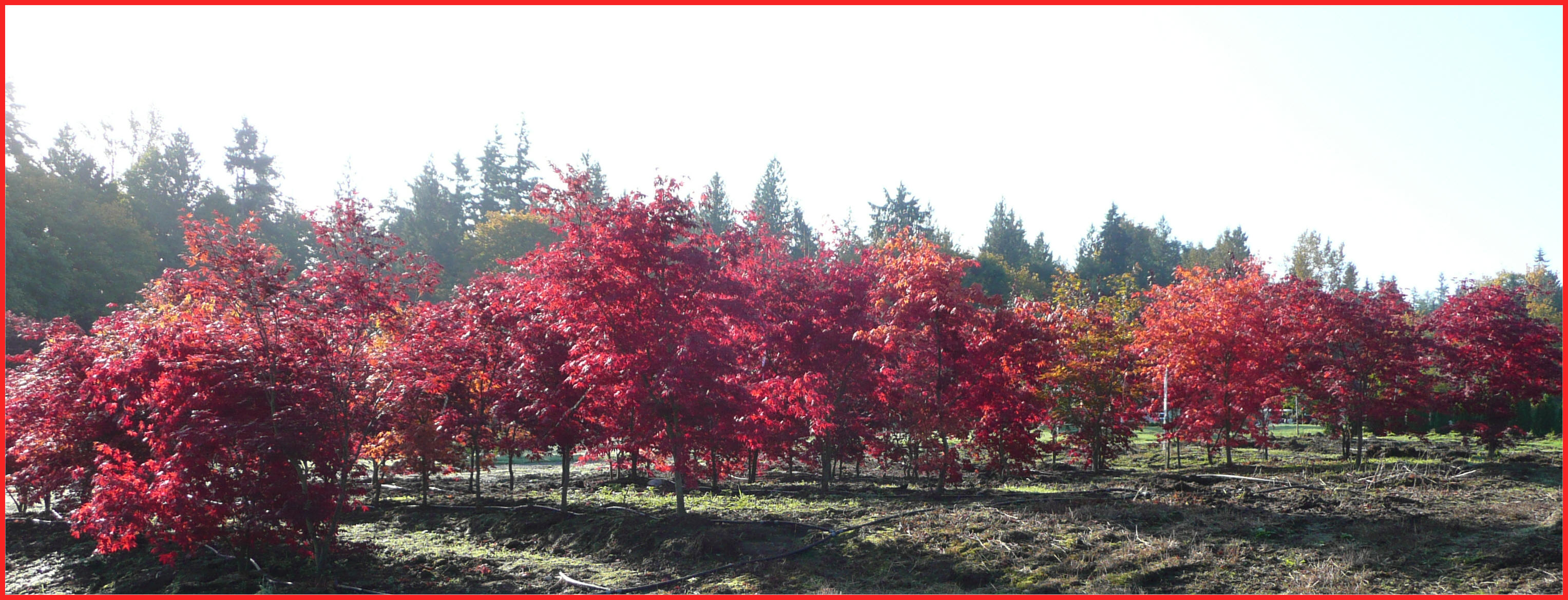 Redleaf Japanese Maple Trees Snohomish, WA Tree Farm