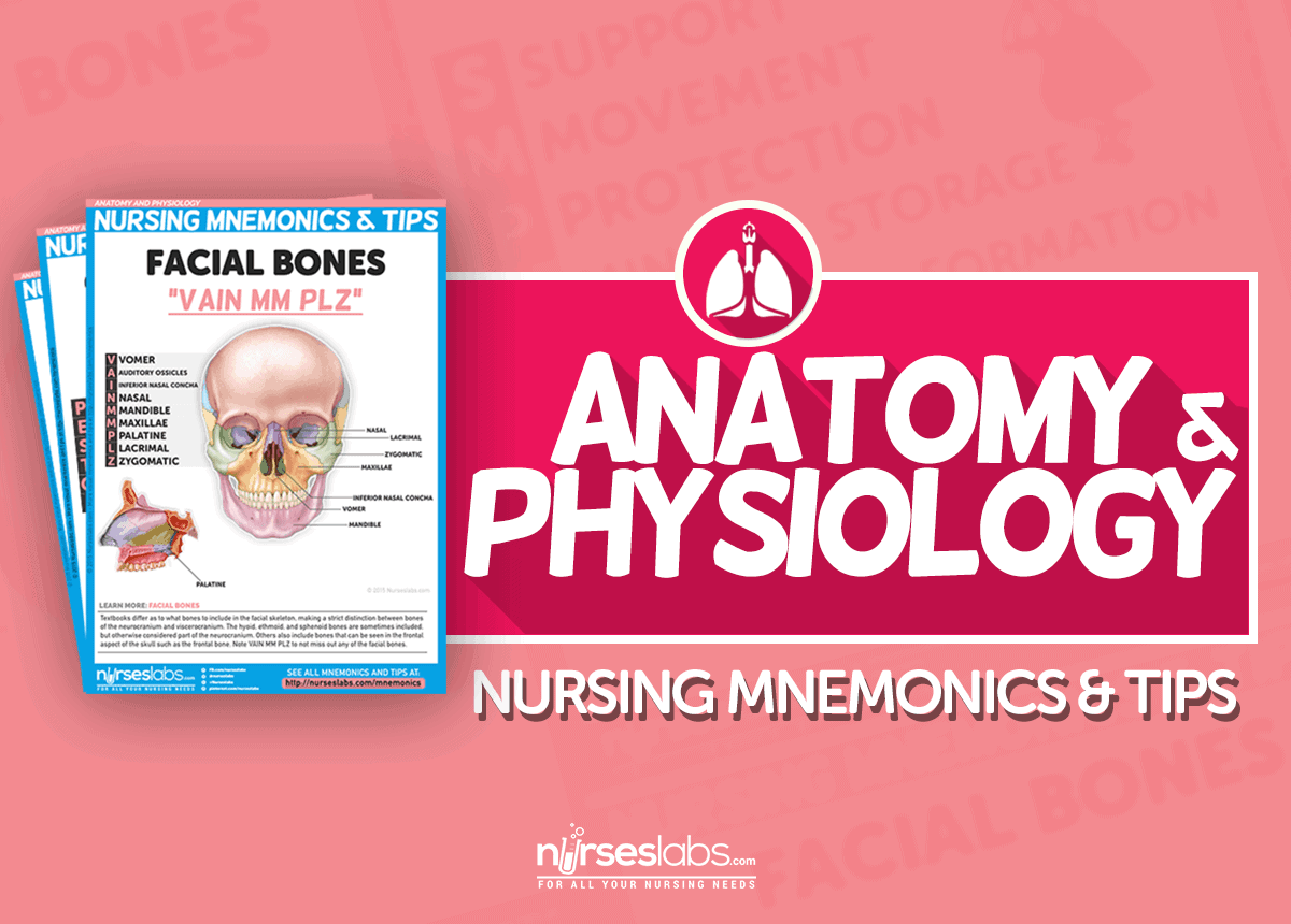 Anatomy and Physiology Nursing Mnemonics & Tips