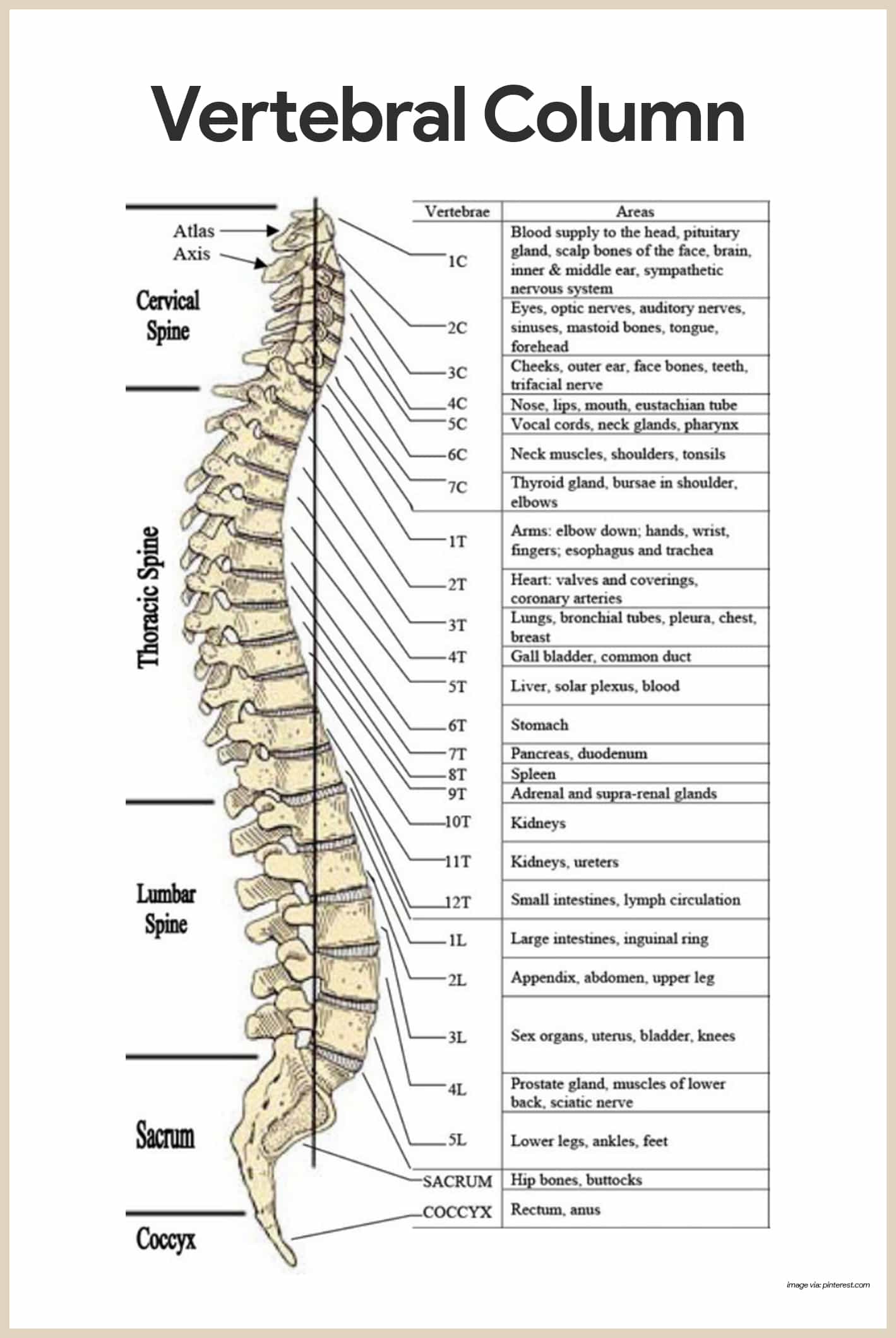 Anatomy and Physiology Skeletal System Quiz