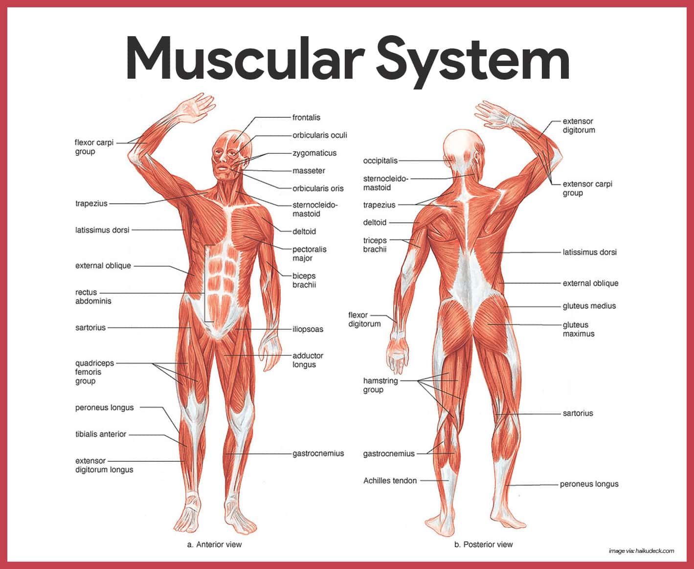 Download Free 11+ Muscle Fibre Types Download Free 11+ Muscle Fibre Types