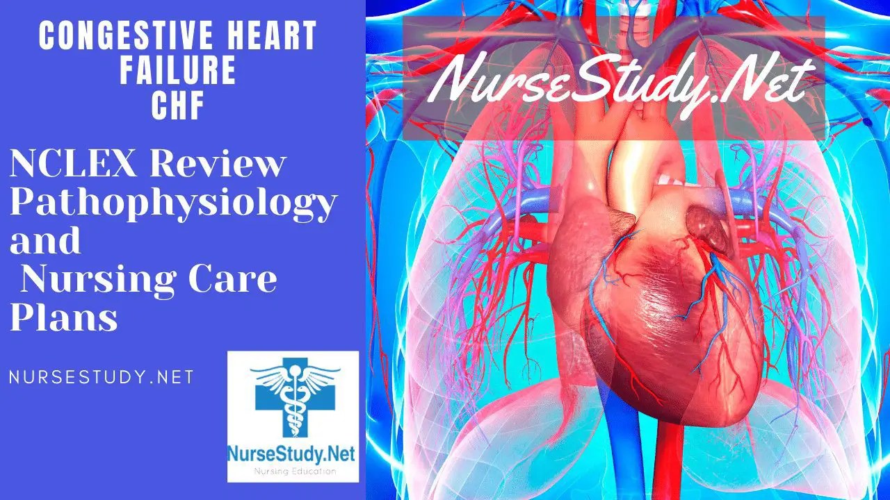 Congestive Heart Failure CHF Nursing Diagnosis Care Plan
