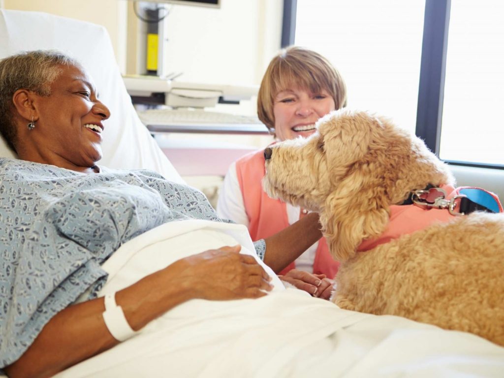Incorporating Animal Assisted Therapy Into Nursing Care