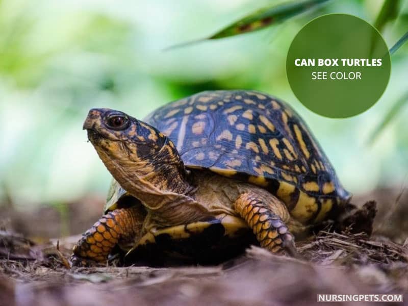 Are Turtles Color Blind (Can Turtles See Color) Nursing Pets