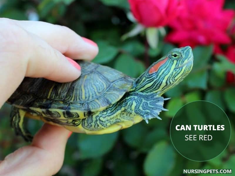 Are Turtles Color Blind (Can Turtles See Color) Nursing Pets