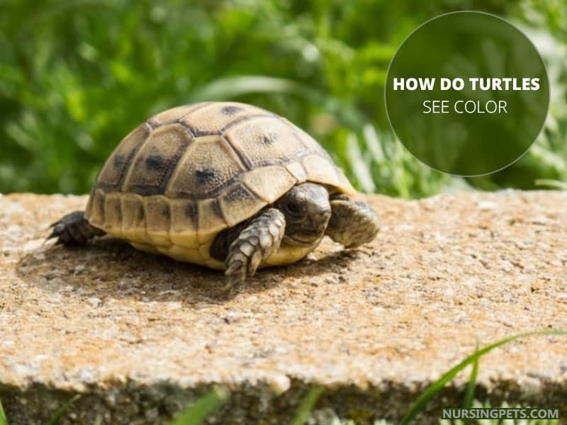 Are Turtles Color Blind (Can Turtles See Color) Nursing Pets