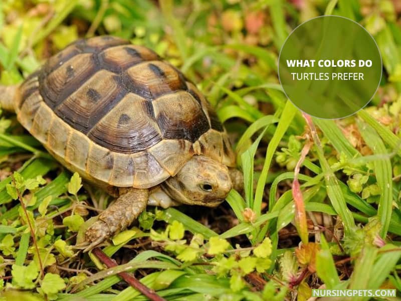 Are Turtles Color Blind (Can Turtles See Color) Nursing Pets