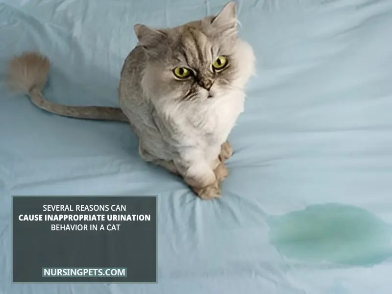 Why Male Cat Pee Everywhere In House? Nursing Pets