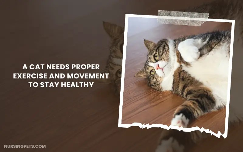 Why Is Your Cat Gaining Weight But Not Eating? Nursing Pets